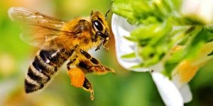 honey-bees-pollen-pellets