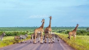 Giraffe,And,Plains,Zebra,In,Kruger,National,Park,,South,Africa