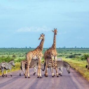 Giraffe,And,Plains,Zebra,In,Kruger,National,Park,,South,Africa